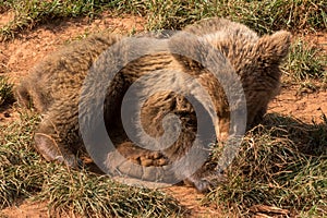 Brown bear (Ursus arctos) cub lying down. photo