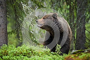 Brown Bear, Ursus arctos, in deep green european forest