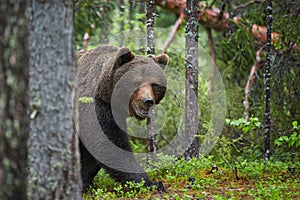 Brown Bear, Ursus arctos, in deep green european forest