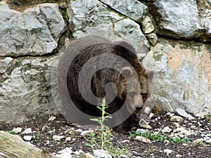 The brown bear Ursus arctos, Der BraunbÃ¤r Der Braunbar oder Der Braunbaer, Rjavi medved or Mrki medvjed - Zoo Ljubljana