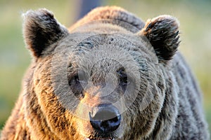 Brown bear (Ursus arctos) face