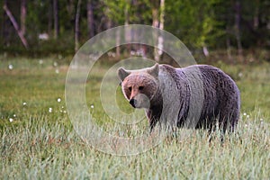 The brown bear Ursus arctos female walking in the green grass