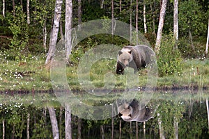 The brown bear Ursus arctos female walking in the green grass around the lake with water mirror