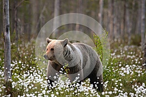 The brown bear Ursus arctos female walking in the green grass and white flowers