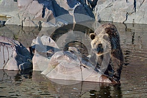 Brown bear Ursus arctos fishing for pink salmon.