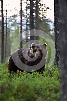 Brown bear ursus arctos in forest