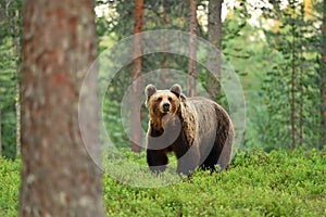 Brown bear ursus arctos in a forest