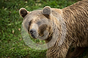 Brown bear Ursus arctos photo