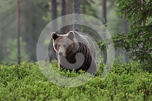 Brown bear ursus arctos in forest at summer