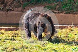 Brown bear (Ursus arctos) in front of a water basin. photo