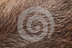 Brown bear (Ursus arctos) fur texture.