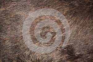 Brown bear (Ursus arctos) fur texture.