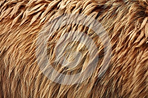 Brown bear (Ursus arctos) fur texture. Wild life animal