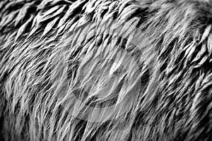 Brown bear (Ursus arctos) fur texture. Wild life animal