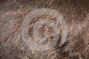 Brown bear (Ursus arctos) fur texture.