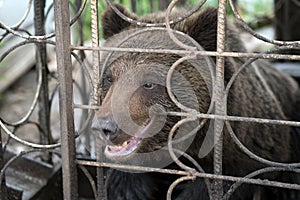 Brown bear Ursus arctos gnaws metal cages of the cage.