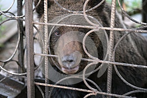 Brown Bear Ursus arctos gnaws metal cages of the cage.