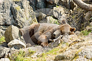 Brown bear, Ursus arctos photo