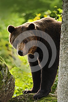 Brown bear, Ursus arctos, hideen behind the tree trunk in the forest. Face portrait of brown bear. Bear with open muzzle with big