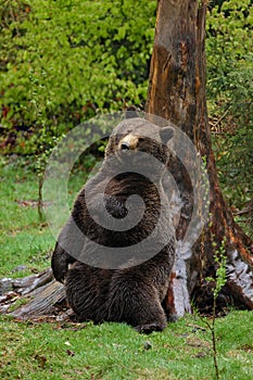 Brown bear, Ursus arctos, hideen scratch back on the the tree trunk in the forest photo