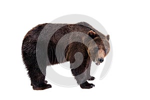 Brown bear, Ursus img