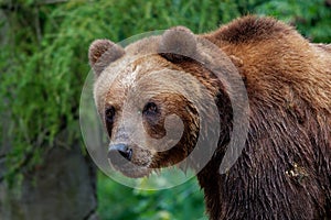 Brown Bear - Ursus arctos is large bear found across Eurasia and North America, in America are called grizzly bears, in Alaska is