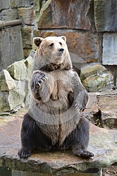 Marrón un oso se sienta sobre el trasero patas sobre el jardín zoológico 