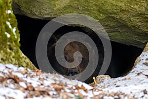 The brown bear Ursus arctos looks out of its den in the woods under a large rock