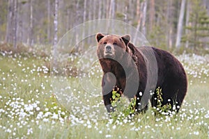 The brown bear Ursus arctos male walking in the green grass and tracking a female