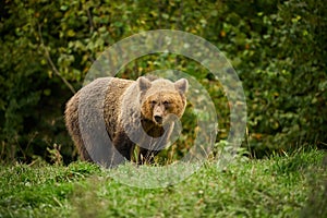 Brown Bear Ursus arctos in the meadow