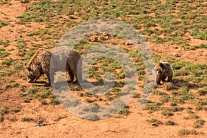 Brown bear (Ursus arctos) mother and her cub. photo