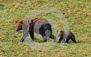 Brown bear (Ursus arctos) mother and her cub, together at a field of grass photo