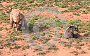 Brown bear (Ursus arctos) mother and her cub, together at a field of grass. photo