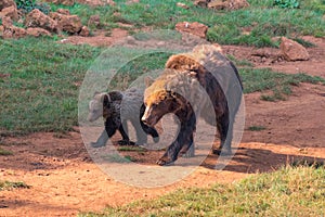 Brown bear (Ursus arctos) mother and her cub walking together on a path. photo