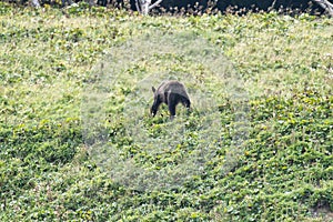 Brown bear or Ursus arctos at Peninsula Shiretoko, Hokkaido, Japan