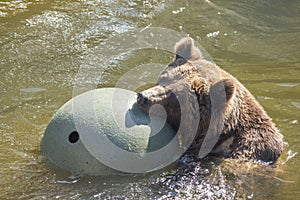 The brown bear (Ursus arctos), playing with a big ball