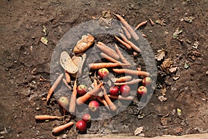 Brown bear (Ursus arctos) daily ration.