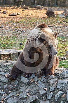 brown bear (Ursus arctos) resting and waiting for food at Zoo