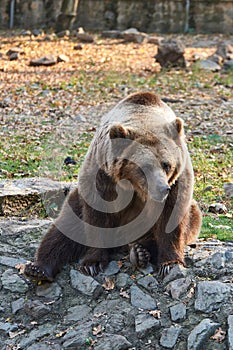 brown bear (Ursus arctos) resting and waiting for food at Zoo