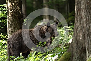 Brown bear, ursus arctos, Slovenia, Europe