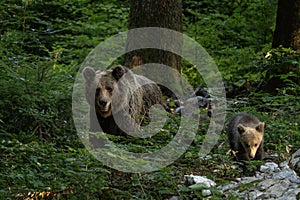 Brown bear, ursus arctos, Slovenia, Europe