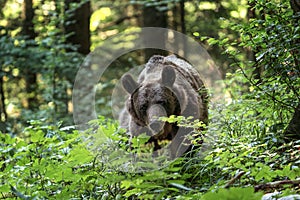 Medveď hnedý, ursus arctos, Slovinsko, Európa