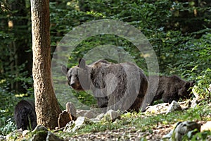 Medveď hnedý, ursus arctos, Slovinsko, Európa