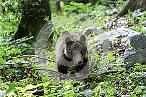 Medveď hnedý, ursus arctos, Slovinsko, Európa