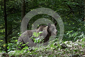 Medvěd hnědý, ursus arctos, Slovinsko, Evropa