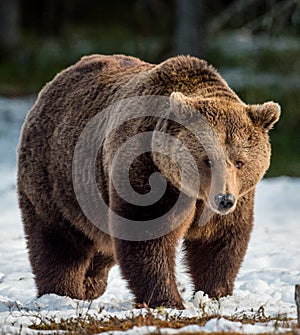 Brown Bear Ursus arctos on a snow