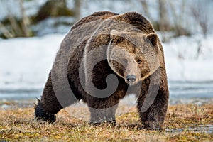 Brown Bear Ursus arctos on a snow