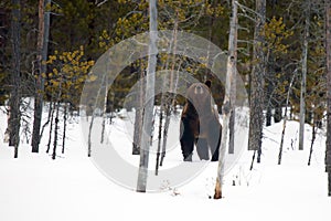 The brown bear Ursus arctos on the snow in the taiga. An atypical image of a big bear in the snow, the bear broke hibernation