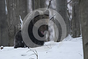 Brown bear Ursus arctos in the snowy forest. Bieszczady Mountains. Poland