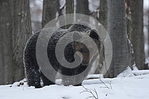 Brown bear Ursus arctos in the snowy forest. Bieszczady Mountains. Poland